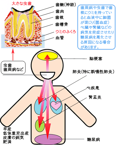 全身との関係