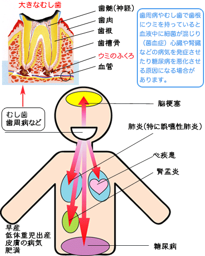 全身との関係